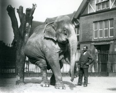 Egy ázsiai elefánt vakarja magát egy halott fához, miközben három lábon egyensúlyoz, trénerével, Syed Alival a Londoni Állatkertben alkotó: Frederick William Bond