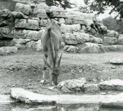 Egy Eland a londoni állatkert Antilop Paddockjában legelészett 1929-ben (f/w fotó) alkotó: Frederick William Bond