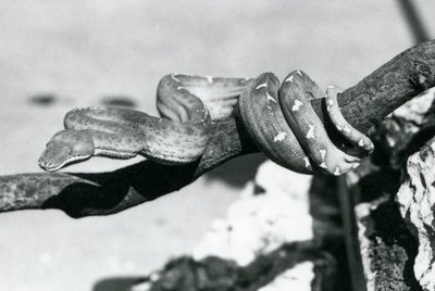 Egy smaragdfa boa, testével egy ág mentén feltekeredve, Londoni Állatkert, 1928. október (f/w fotó) alkotó: Frederick William Bond