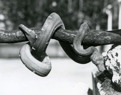 Egy smaragdfa boa, testével egy vízszintes ág mentén feltekeredve a föld felé néz, Londoni Állatkert, 1928. október (f/w fotó) alkotó: Frederick William Bond