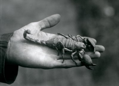Császárskorpió egy őr tenyerében, Londoni Állatkert, 1925. október alkotó: Frederick William Bond