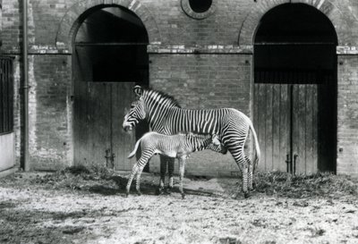Egy veszélyeztetett Grevy birodalmi zebrája 1927 augusztusában a londoni állatkert karámjában áll és eteti 4 napos csikóját. alkotó: Frederick William Bond
