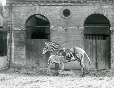 Egy veszélyeztetett Grevys Imperial Zebra állva eteti csikóját a londoni állatkert karámjában 1927-ben alkotó: Frederick William Bond