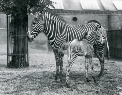 Egy veszélyeztetett Grevy birodalmi zebrája 4 napos csikójával a londoni állatkert karámjában állt 1927 augusztusában alkotó: Frederick William Bond