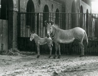 Egy veszélyeztetett Grevy birodalmi zebrája 4 napos csikójával a londoni állatkert karámjában állt 1927 augusztusában alkotó: Frederick William Bond