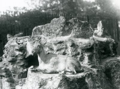 Egy himalájai kőszáli kecske, aki egy sziklapárkányon pihen a londoni állatkertben, 1927 augusztusában alkotó: Frederick William Bond