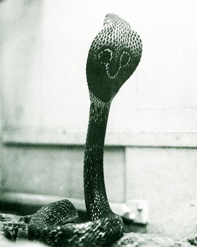 Egy indiai szemüveges ázsiai binocellás kobra emelt fejjel és kiszélesedő kapucnival, Londoni Állatkert, 1925. október alkotó: Frederick William Bond