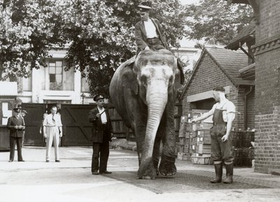 Egy indiai elefántot mérnek a londoni állatkert állattartói, 1935. augusztus alkotó: Frederick William Bond