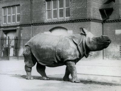 Egy indiai orrszarvú a londoni állatkertben, 1927 alkotó: Frederick William Bond