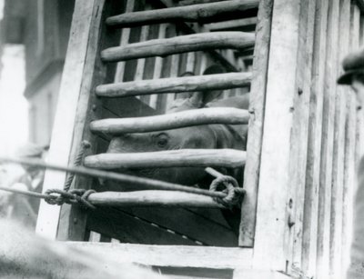 Egy indiai orrszarvú néz ki fa szállítóládájából, amikor megérkezik a londoni állatkertbe 1924-ben alkotó: Frederick William Bond