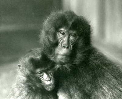 Egy felnőtt és fiatal Gelada vérző szívmajom a londoni állatkertben 1925 januárjában alkotó: Frederick William Bond