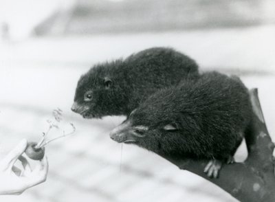 Egy felnőtt és fiatal Western Tree Hyrax egy ágon ül, és egy sárgarépa tetejéhez hajol, amelyet megehetnek, London Zoo alkotó: Frederick William Bond