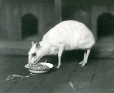 Egy albínó jávai Chevrotain jávai egérszarvas evett egy tálból a londoni állatkertben 1926-ban alkotó: Frederick William Bond