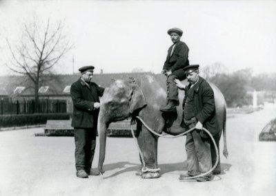 Egy kis indiai elefánt Keepers A. Church és H. Robertson társaságában a londoni állatkertben, 1922. június alkotó: Frederick William Bond