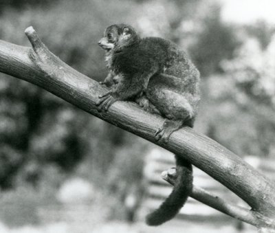 Egy veszélyeztetett Coquerel óriás egérmaki/Coquerel törpe maki/Déli óriás egérmaki, egy ágon pihen a Londoni Állatkertben, 1929. október (f/w fotó) alkotó: Frederick William Bond