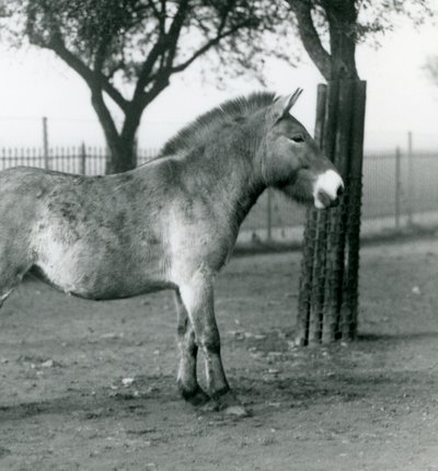 Egy veszélyeztetett Przewalskis vadló a londoni állatkert karámjában áll, 1927. október alkotó: Frederick William Bond
