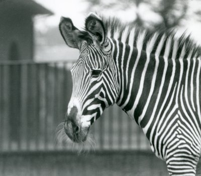 Egy nőstény/jenny veszélyeztette a Grevy
