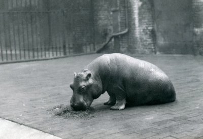 „Joan” víziló a londoni állatkertben evett, 1920. szeptember alkotó: Frederick William Bond