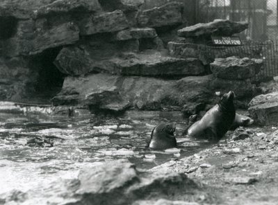 Kaliforniai oroszlánfókák jéggel a medencéjükön, a londoni állatkert alkotó: Frederick William Bond
