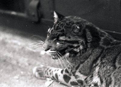 Felhős leopárd, 1922 alkotó: Frederick William Bond