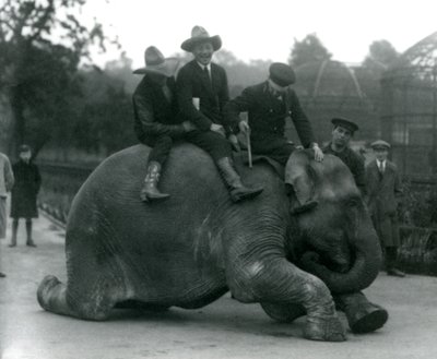 Cowboyok és edző nőstény indiai elefánttal, Sundermalah-val a londoni állatkert látogatása során 1924-ben alkotó: Frederick William Bond
