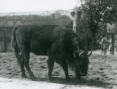 Julia európai bölény füvet eszik karámjában, a londoni állatkertben, 1926. augusztus 12. alkotó: Frederick William Bond