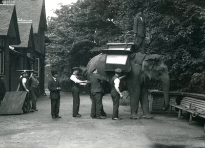Indiarani nőstény ázsiai elefántot nyerget szerelnek az állattartók az elefántház északi oldalán. Londoni Állatkert, 1920. augusztus alkotó: Frederick William Bond