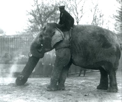 Nőstény ázsiai elefánt, indirani, faanyagot mozgat a törzsével, miközben gondozója a hátán ül, és irányítja őt, Londoni Állatkert, 1925 alkotó: Frederick William Bond