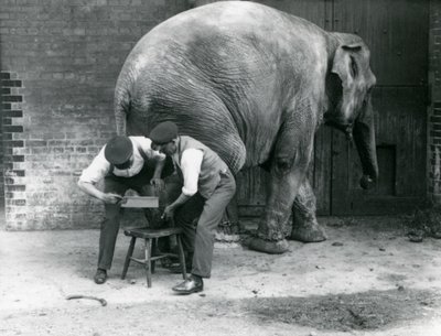 A nőstény ázsiai elefánt, Sundermalah, akinek a lábát nyíratták meg az állattartói a londoni állatkertben, 1926. augusztus alkotó: Frederick William Bond
