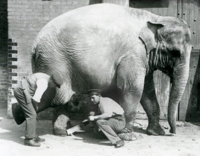A nőstény ázsiai elefánt, Sundermalah, akinek a lábát nyíratták meg az állattartói a londoni állatkertben, 1926. augusztus alkotó: Frederick William Bond