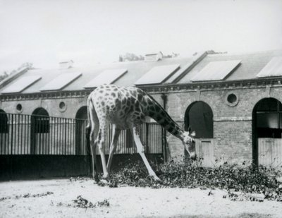 Nőstény zsiráf, „Maud”, lenyúlva leveleket egyen a londoni állatkert Zsiráfháza előtti karámban, 1927. július (f/w fotó) alkotó: Frederick William Bond