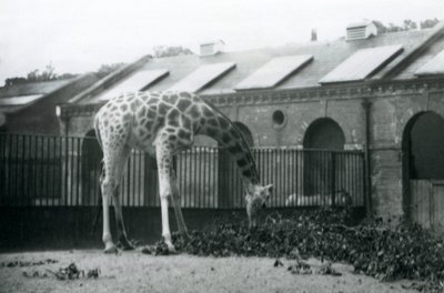 Nőstény zsiráf, „Maud”, lenyúlva leveleket egyen a londoni állatkert Zsiráfháza előtti karámban, 1927. július (f/w fotó) alkotó: Frederick William Bond