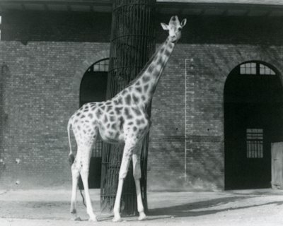 Nőstény zsiráf, „Maud”, egy fa előtt áll, a londoni állatkert Zsiráfháza előtti karámban alkotó: Frederick William Bond