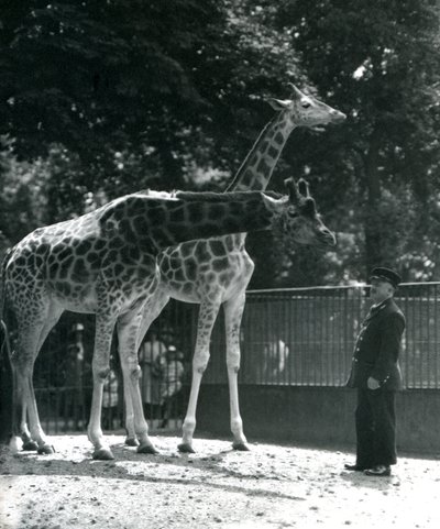 Nőstény zsiráfok, Maud és Maggie, Ernie Professor Bowman állattartóval, Londoni Állatkert, 1924. július alkotó: Frederick William Bond
