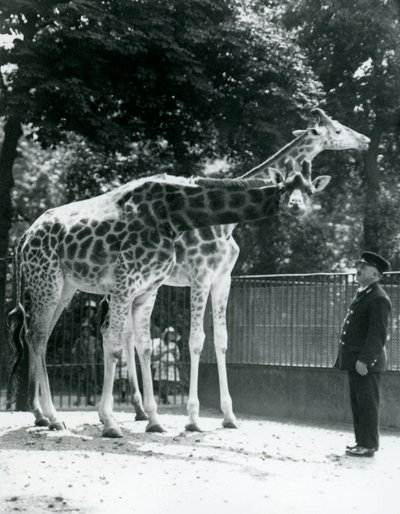Nőstény zsiráfok, Maud és Maggie, Ernie Professor Bowman állattartóval, Londoni Állatkert, 1924. július alkotó: Frederick William Bond