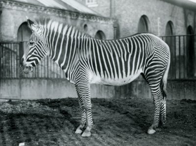 Nőstény Grevys Zebra vagy Imperial Zebra, Jennie a karámjában áll a londoni állatkertben, 1927 alkotó: Frederick William Bond