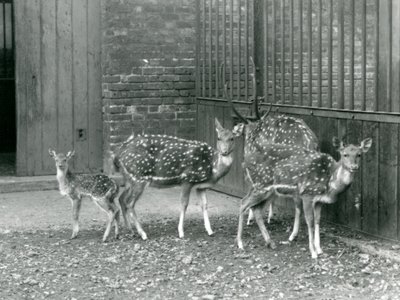 Négytengelyű szarvas, köztük egy agancsos bak és egy őz, a londoni állatkertben 1926-ban (f/w fotó) alkotó: Frederick William Bond