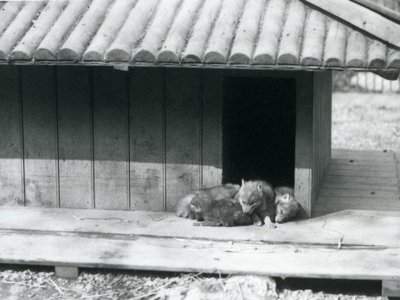Four Coyote pups resting in the entrance of their den/wooden kennel, London Zoo alkotó: Frederick William Bond