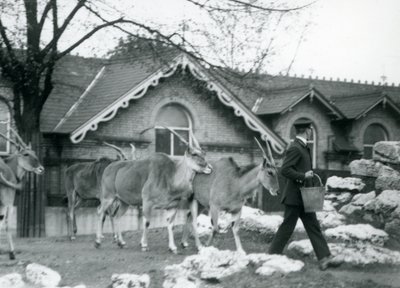 Négy Eland követi gazdáját etetéskor a londoni állatkert Antelope House melletti karámában, 1925. június alkotó: Frederick William Bond