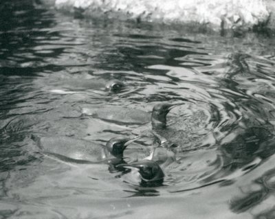 Négy királypingvin úszik a medencéjükben a londoni állatkertben, 1927 júniusában alkotó: Frederick William Bond