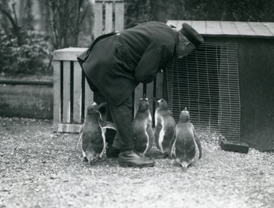 Gentoo pingvinek Albert White állattartóval, Londoni Állatkert, 1914 körül alkotó: Frederick William Bond
