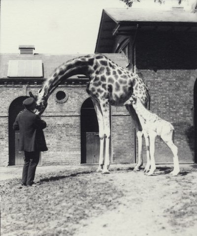 Zsiráf 3 napos babával és állattartóval a Londoni Állatkertben, 1914 alkotó: Frederick William Bond