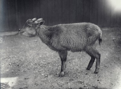 Himalájai gorál a londoni állatkertben, 1914. alkotó: Frederick William Bond