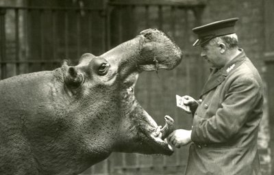 Víziló Bobbie Ernie Bowman állattartóval, Londoni Állatkert, 1927 alkotó: Frederick William Bond
