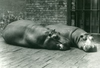 Bobbie és Joan vízilovak fekve a londoni állatkertben, 1923 júliusában (színes fotó) alkotó: Frederick William Bond