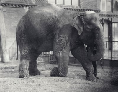 Indiai elefánt, Assam Lukhi, az állattartóval térdelve a londoni állatkertben, 1914. április alkotó: Frederick William Bond