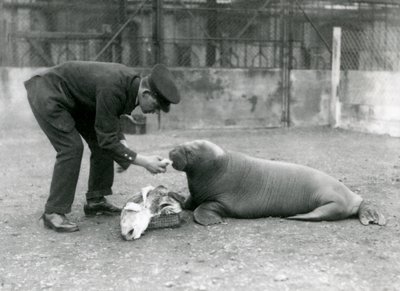 Keeper, Arthur Chandler, halakat etet egy fiatal rozmárral, Londoni Állatkertben, 1924 alkotó: Frederick William Bond