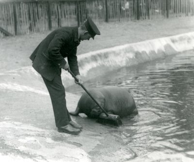 Arthur Chandler gondozó a londoni állatkert Walrus medencéjét söpri, 1924 alkotó: Frederick William Bond