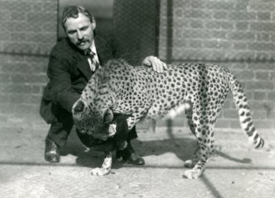 Charles Dixon őrző egy játékos gepárddal a londoni állatkertben, 1922. október alkotó: Frederick William Bond