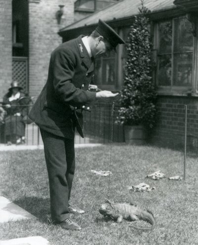 Keeper Collins a londoni állatkert gyepen, egy felhős sziklaiguánával az ólomban, Londoni Állatkert, 1924 alkotó: Frederick William Bond